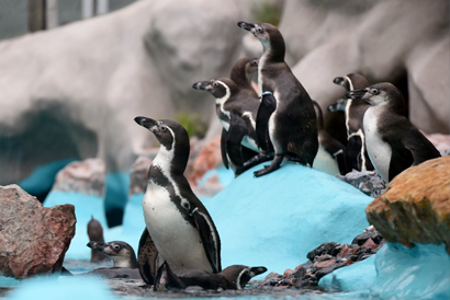 Beogradski zoo vrt